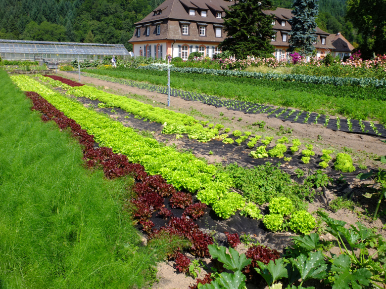 Im Klostergarten des Klosters St. Trudpert werden Kräuter, Blumen und Gemüse angebaut
