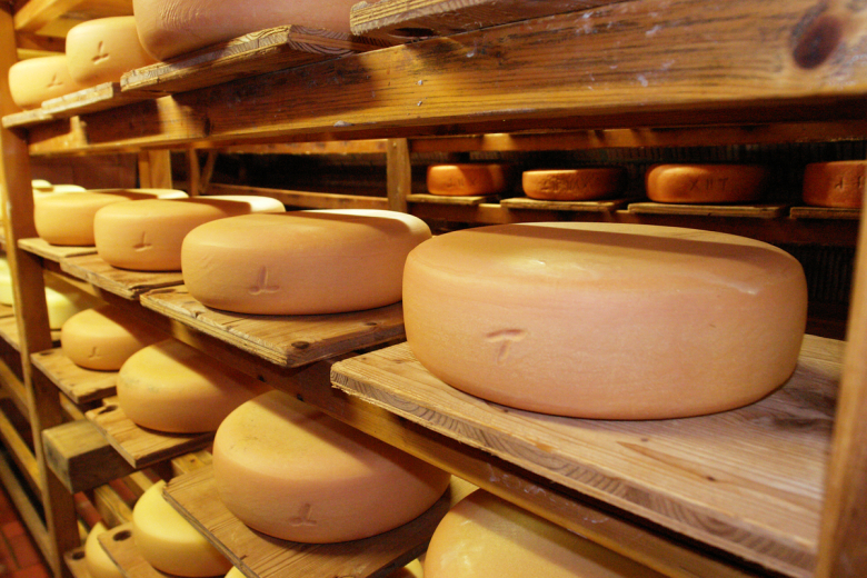 Käse bei der Reifung im Käsekeller des Glocknerhofs