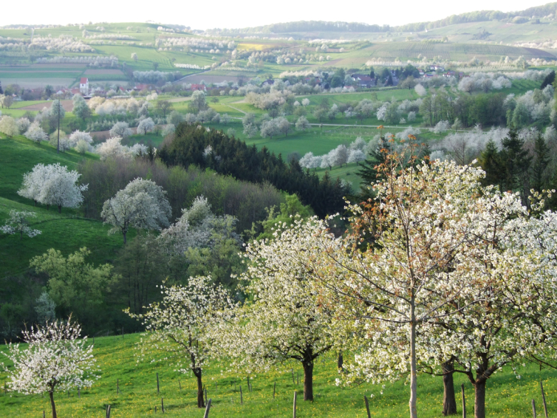 Das Eggenertal mit blühenden Obstbäumen im Frühling